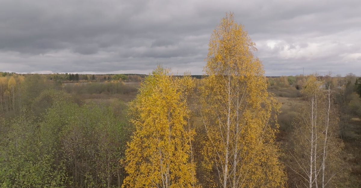 Drone Video of Tall Trees with Fall Foliage Free Stock Video Footage ...