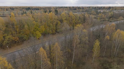 Drone View of Roads with Autumn Trees on the Sides