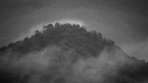 Forest Trees Covered in Fog