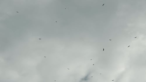 Birds Flying in the Sky