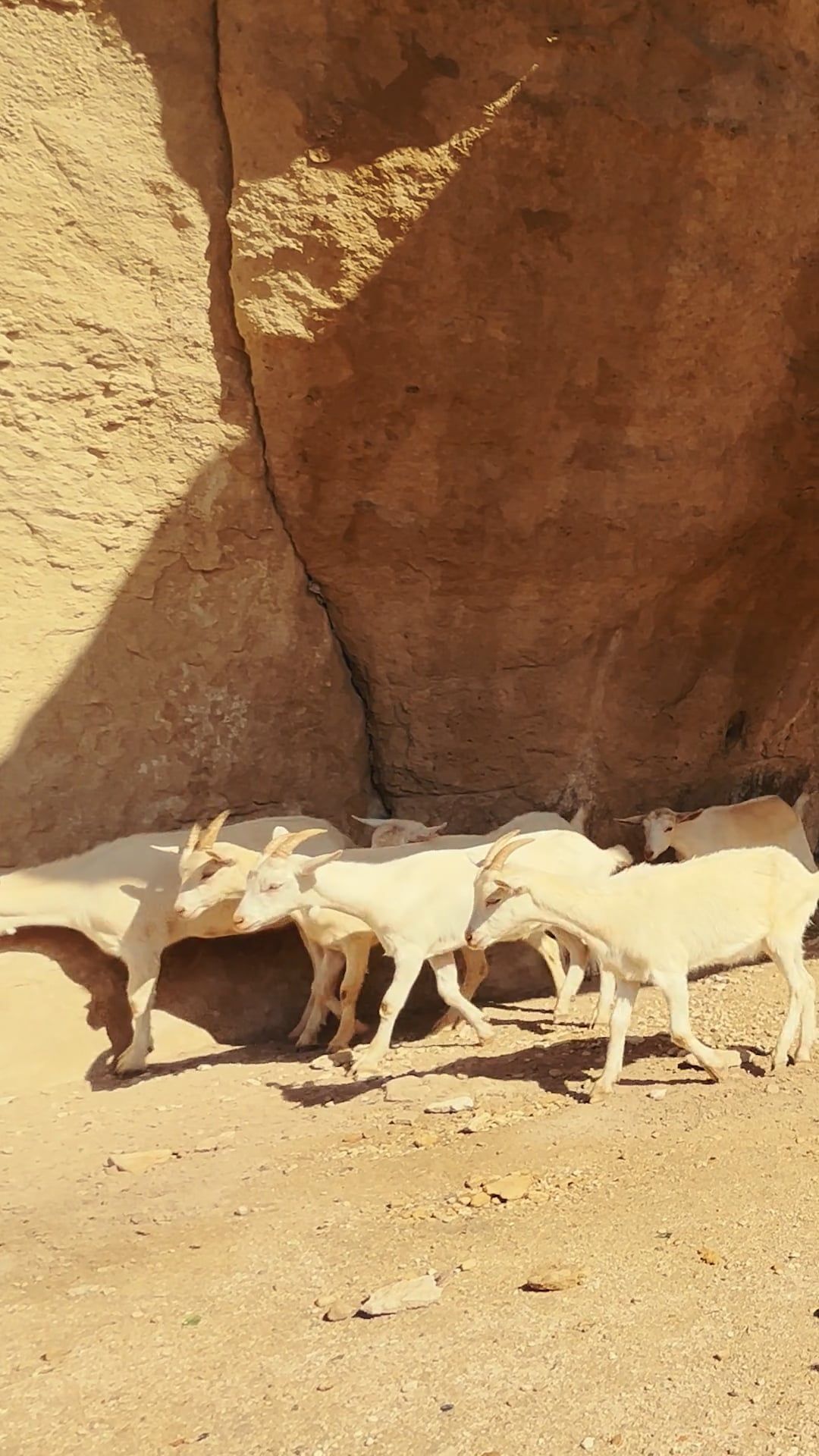 Goats Walking under Rocks Free Stock Video Footage, Royalty-Free 4K ...