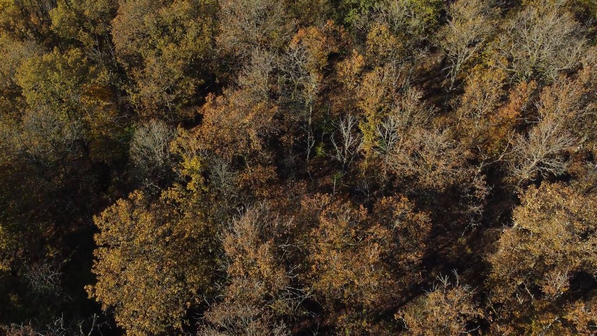 Drone Footage of Trees Free Stock Video Footage, Royalty-Free 4K & HD ...