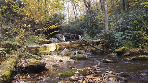 A Flowing River in an Autumn Forest 