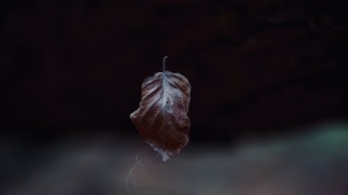 Leaf Swaying and Hanging