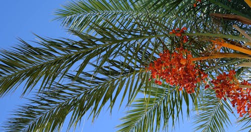 Low Angle View of a Date Palm Tree 