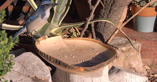 Bird Pecking Seeds from Wooden Tray