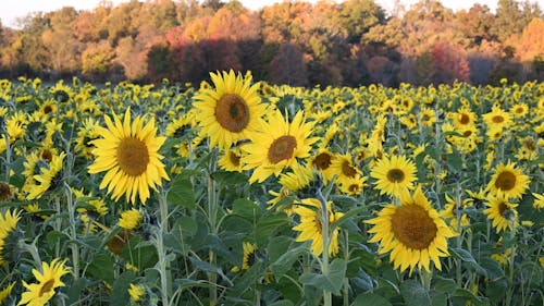 Field of Sunflowers