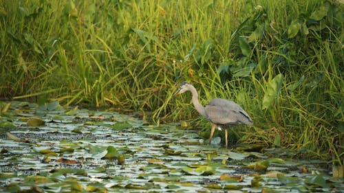 Garza Real De Pie En Un Pantano