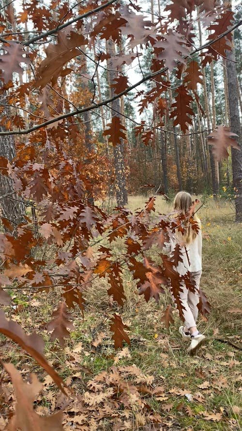 Autumn Forest