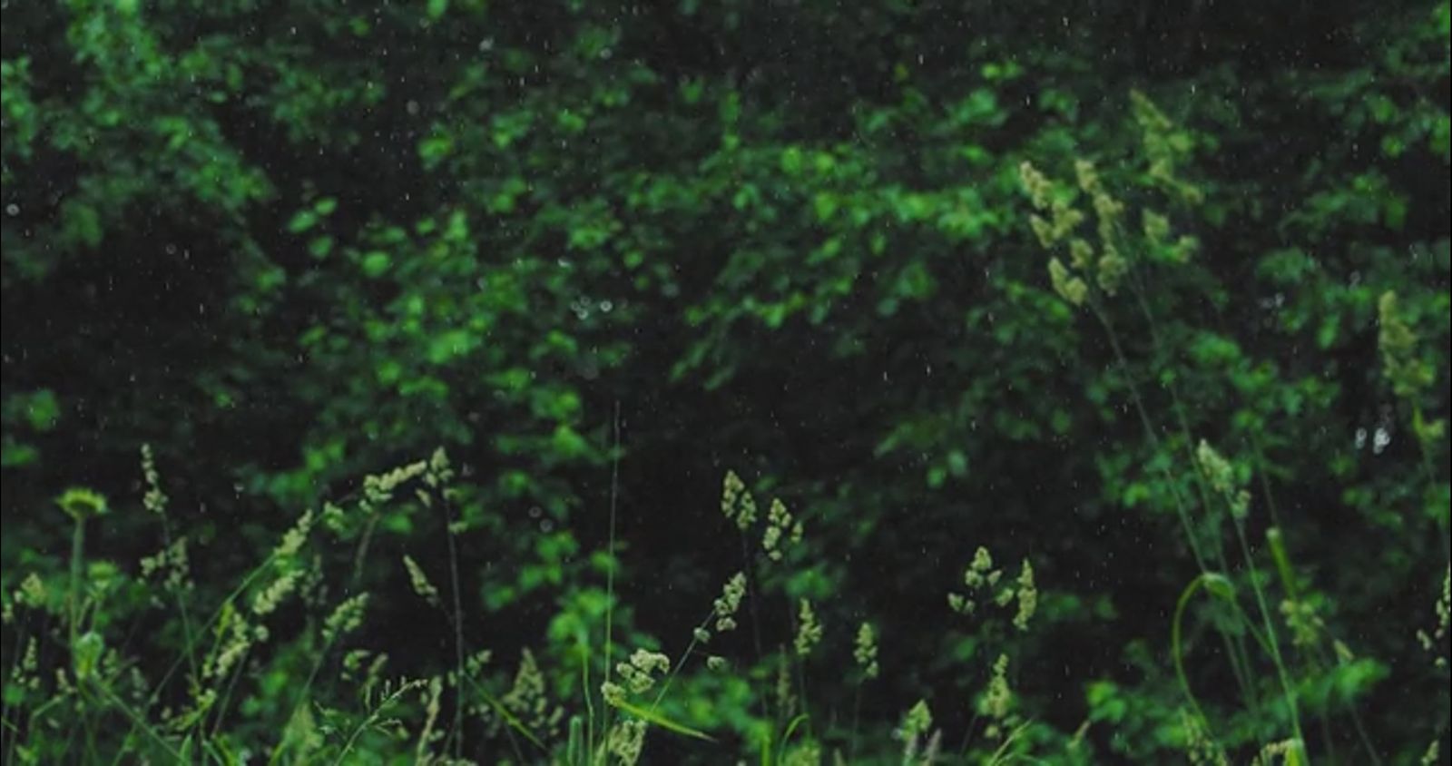 Raining In Nature Videos 71个图片和视频，由Lisa from Pexels收藏