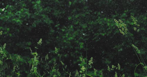 Rain Falling on Green Plants and Trees