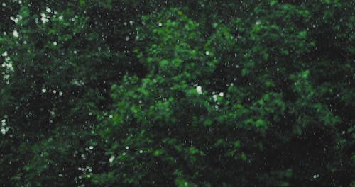 Green Trees under a Heavy Rain 