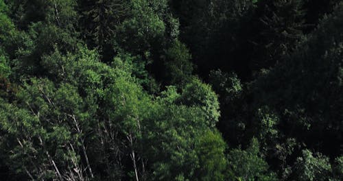 Drone Footage of a Dense Green Forest 