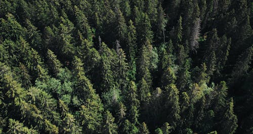 Aerial Footage of a Pine Tree Forest 