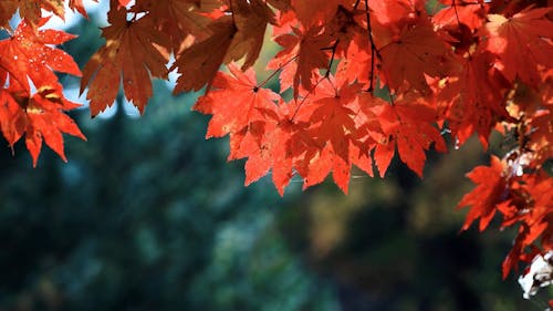 Close up of Leaves in Autumn