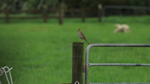 A Song Thrush Bird Perched on a Fence Post 