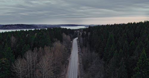 Drone Shot of Road Between Pine Trees 