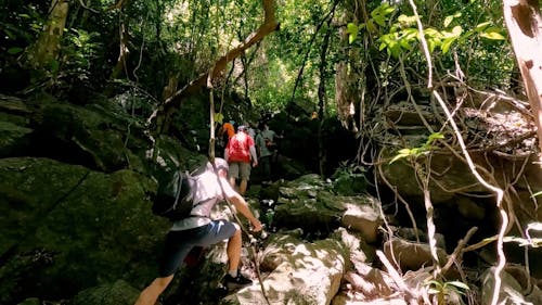 People Hiking in Forest