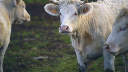 White Cattles on the Field