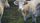 cattle