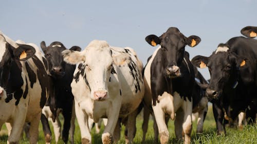 Cows Eating Grass