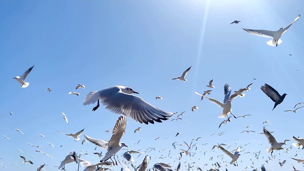 Fly Video Birds Flying in Slow Motion Free Stock Video Footage, Royalty-Free 4K ...