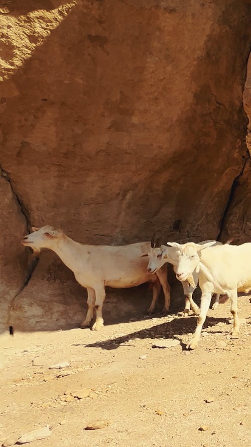 Animals Of Pexels Videos Download Free 4k Stock Video Footage Animals of pexels videos download free 4k stock video footage