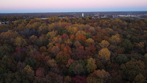 Drone Footage of Autumn Trees
