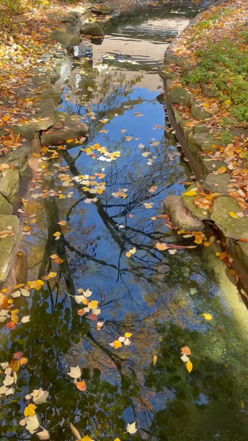 Autumn Leaves on Stream