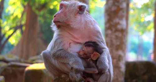 Baby Monkeys and Mother