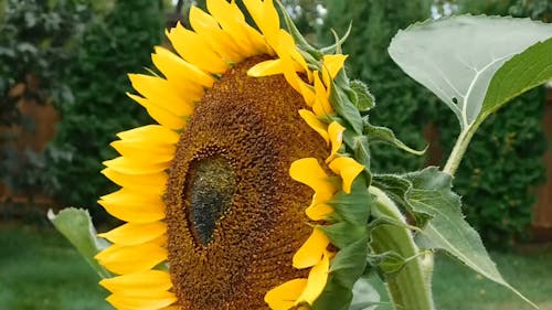 Sunflower On A Windy Day