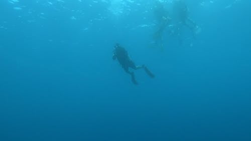 Divers Swimming under Water