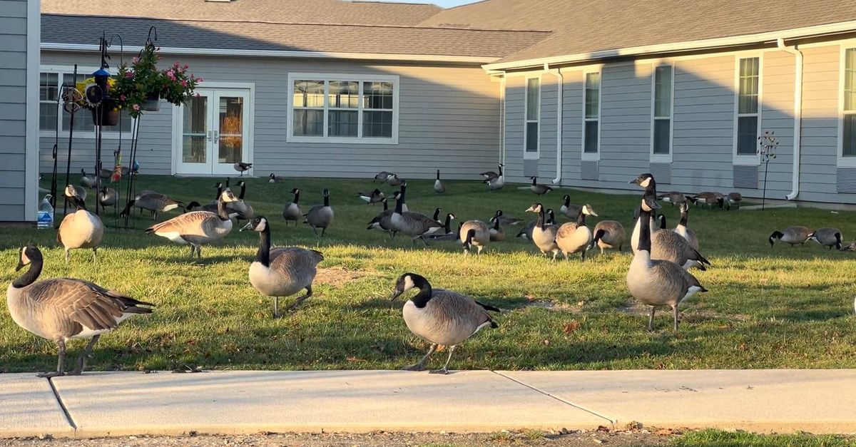 Building Canadian Goose Canadian Geese Outside a Building Free Stock Video Footage, Royalty ...
