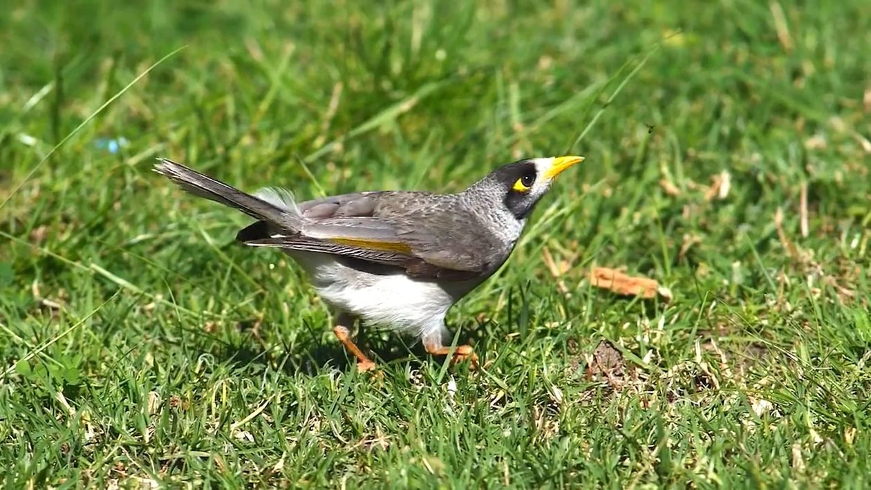 Bird on Grass Free Stock Video Footage, Royalty-Free 4K & HD Video Clip