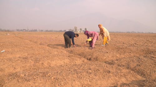 Farm Workers Picking Saffron in a Field 
