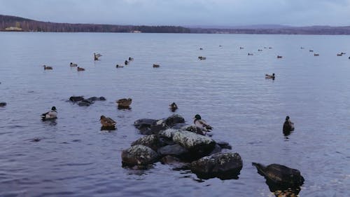 A Mallards Swimming on the Lake