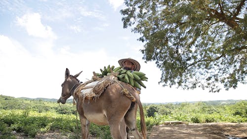 Man with Bananas on Donkey