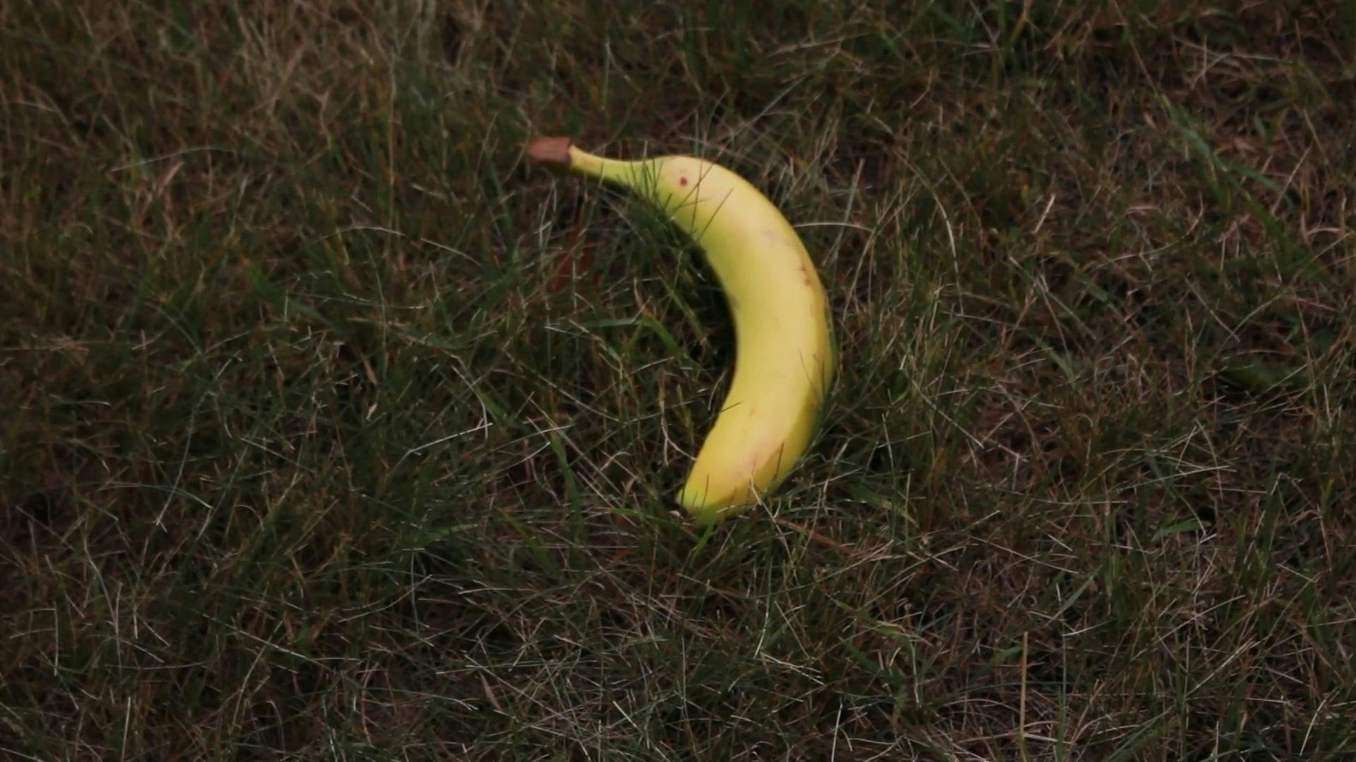 Banana On The Grass · Free Stock Video