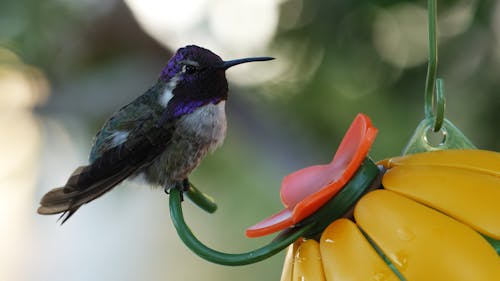 Close up of a Costa's Hummingbird Eating from a Bird Feeder