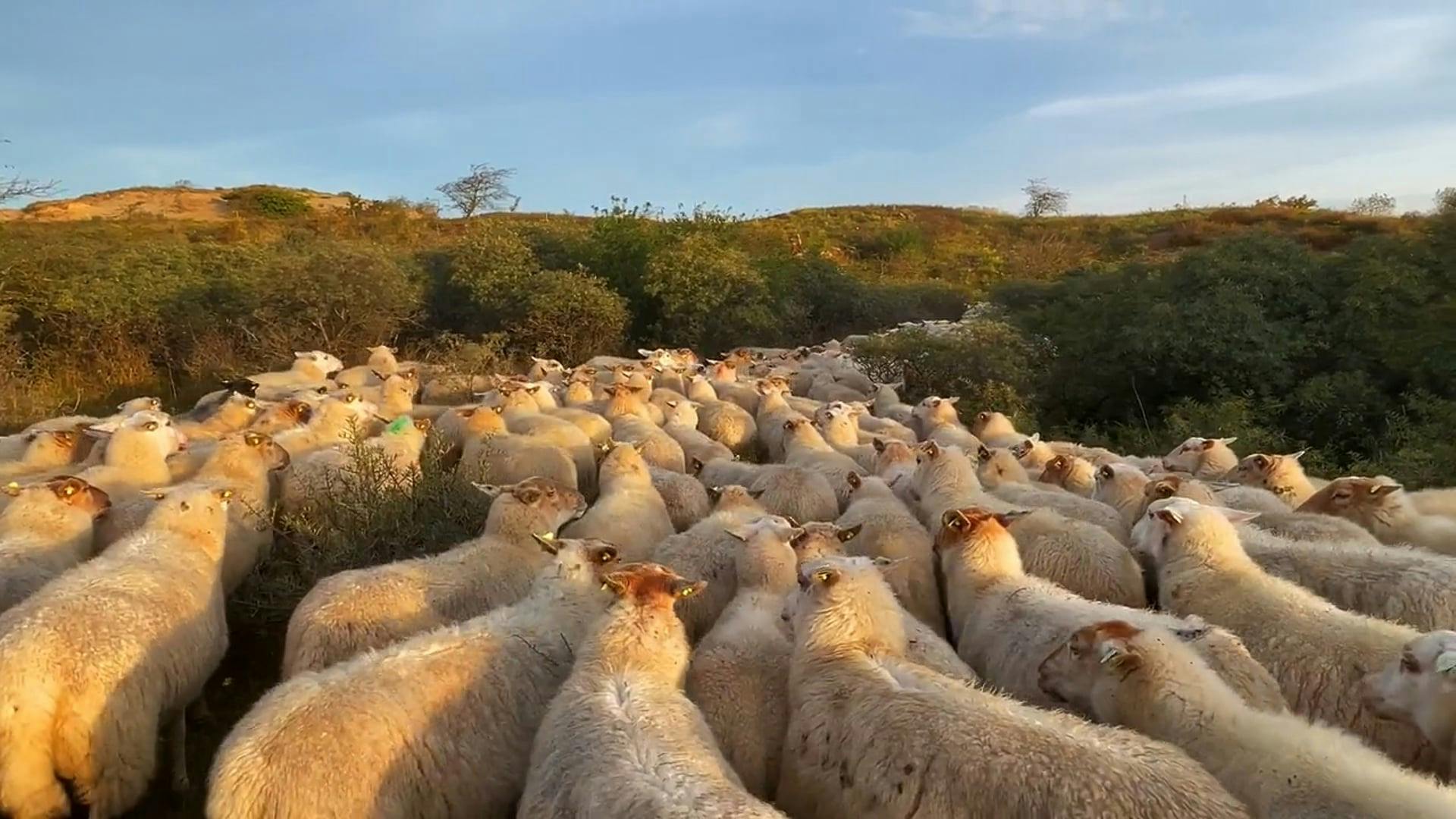 Vídeos De Stock Gratuitos Sobre Agricultura, Al Aire Libre, Animales ...