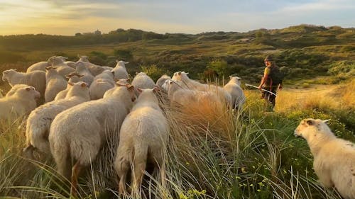 A Shepherd Walking with his Flock of Sheep 