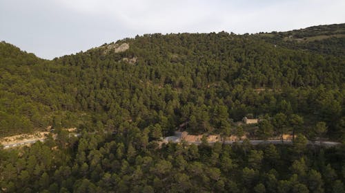 An Aerial Footage of a Moving Car on the Road Between Green Trees