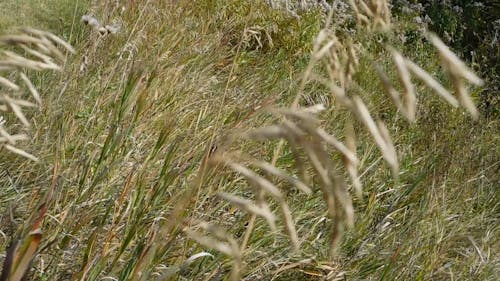 Prairies Ecosystems-Grasslands