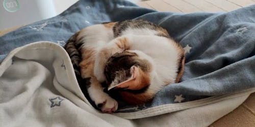 Sleeping Cat On Top Of Table