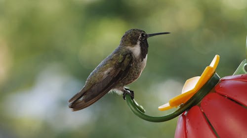 Bird Perching on Feeder