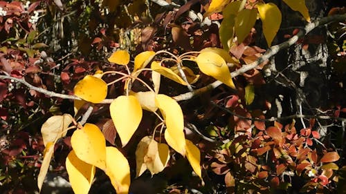 茶色と黄色の葉