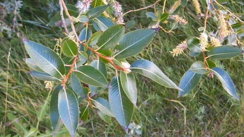 Alberta Willow Tree