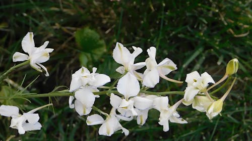 Een Kleine Bloeiende Plant