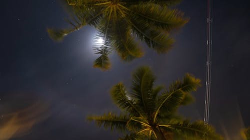 Palm Tree Star Lapse Clearer Video 