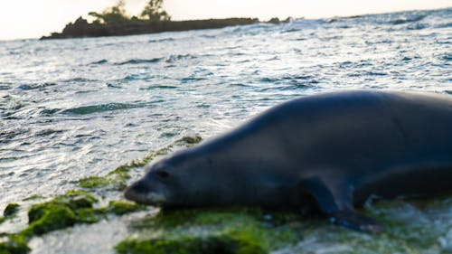 Monk seal 